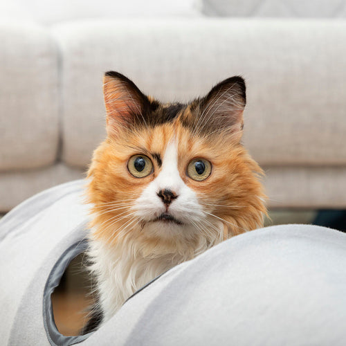Collapsible Cat Tunnel Toy — 114 cm, 2 Observation Windows, Indoor & Outdoor